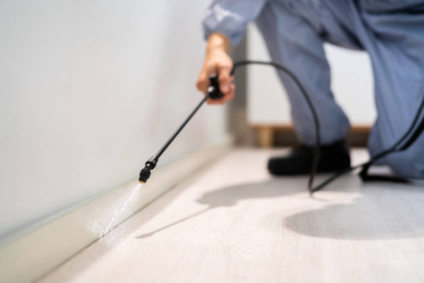 Professional exterminator conducting IPM assessment in Atherton